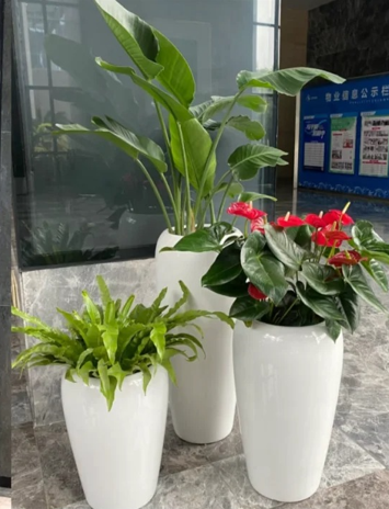 奉化花木租赁合同模板-奉化花卉租摆新闻-宁波绿植租赁合作-北仑花木租摆需求